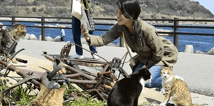 Why Are There Cat Islands in Japan?